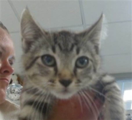 A474011 - Domestic Short Hair available for adoption