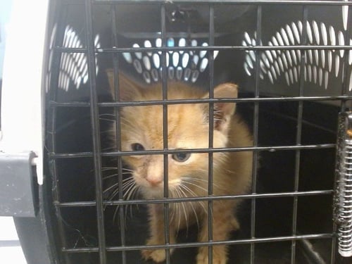 KANE - Domestic Short Hair available for adoption