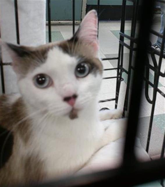 SKYE - Domestic Short Hair available for adoption