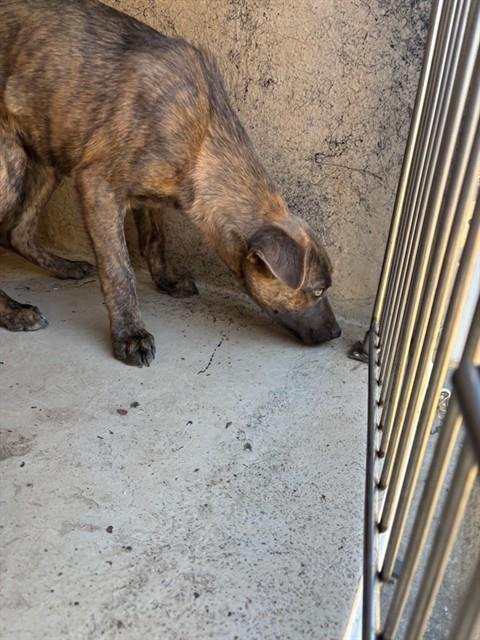 A469414 - Pit Bull Terrier available for adoption