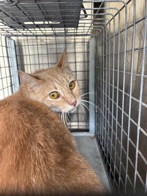 A479318 - Domestic Short Hair available for adoption