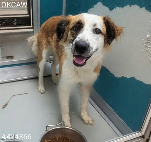 PETUNIA - Australian Cattle Dog/Blue Heeler available for adoption