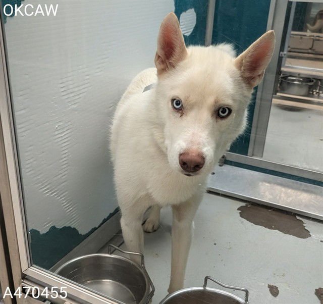 VANILLA - Siberian Husky available for adoption