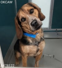 SKIPPER - Photo 1