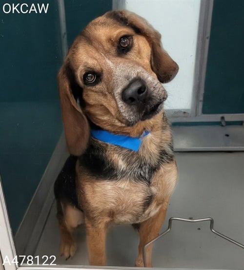 A478122 - Hound available for adoption