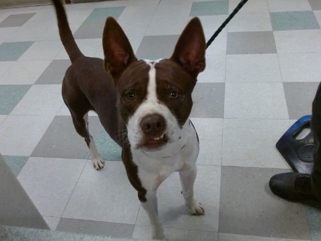 A468103 - Basenji available for adoption