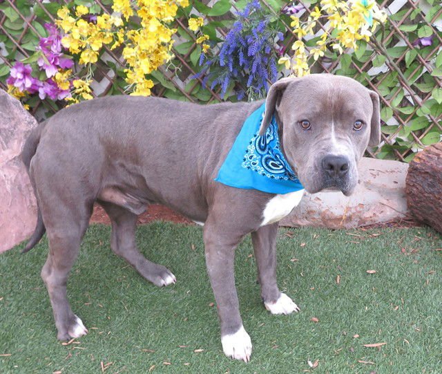 SPOONER - Pit Bull Terrier available for adoption