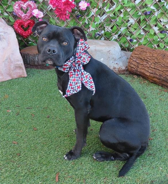 MAX - American Pit Bull Terrier available for adoption