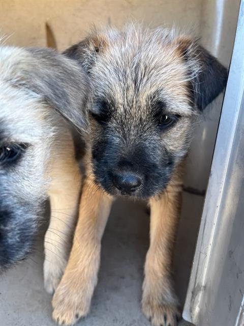 A468587 - Terrier available for adoption