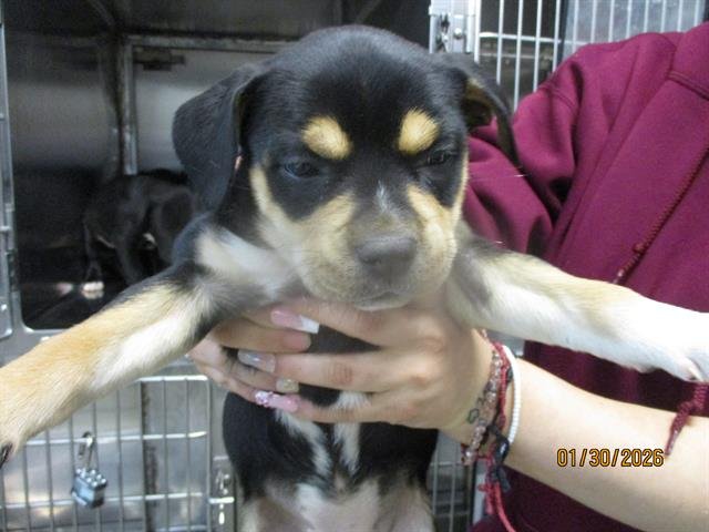 A469091 - American Pit Bull Terrier available for adoption