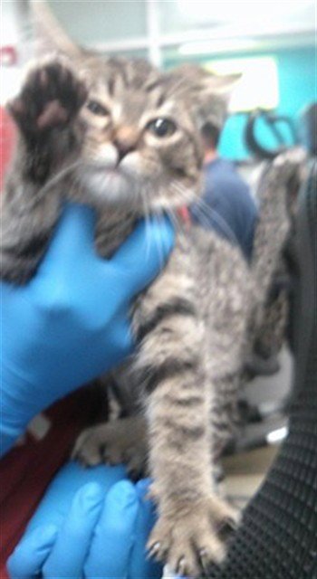 A478051 - Domestic Short Hair for adoption in Norman