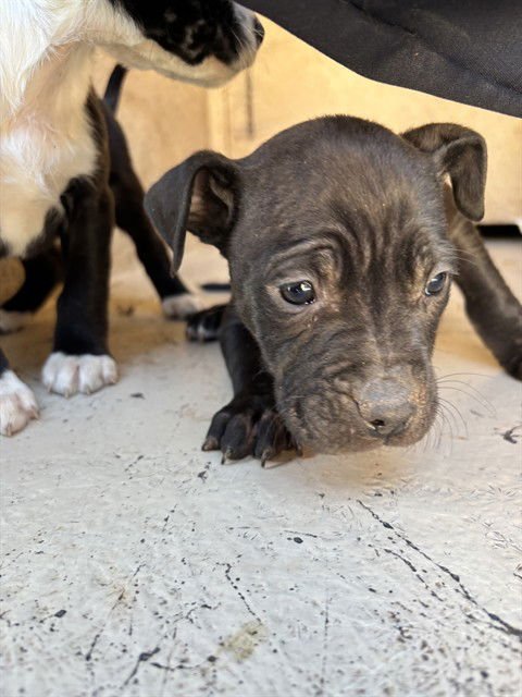 A468695 - Pit Bull Terrier available for adoption
