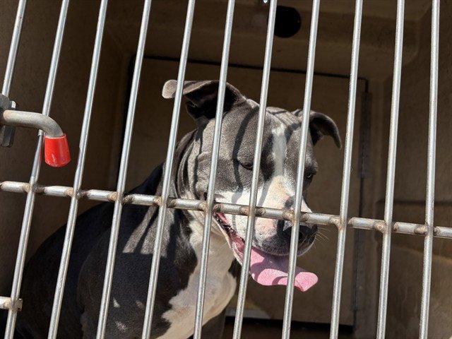 QUEENIE - Staffordshire Bull Terrier available for adoption