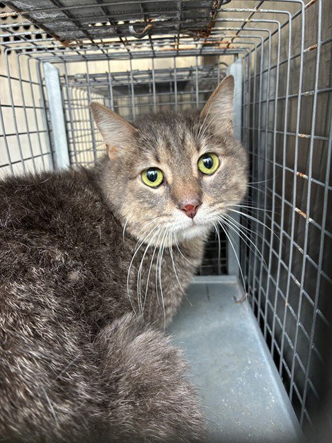 A479335 - Domestic Short Hair available for adoption