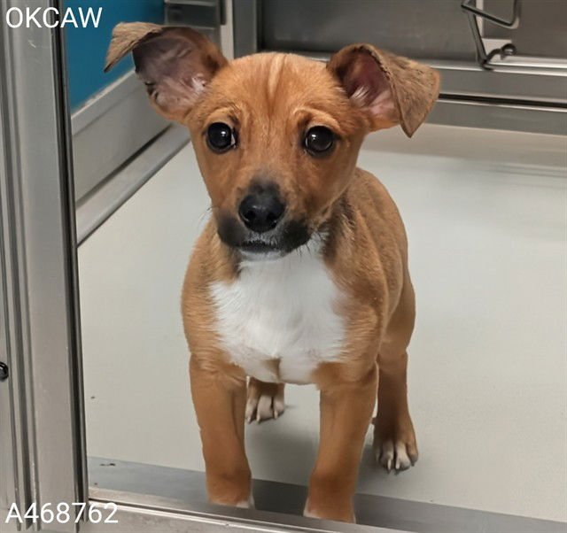 A468762 - Dachshund / Chihuahua available for adoption