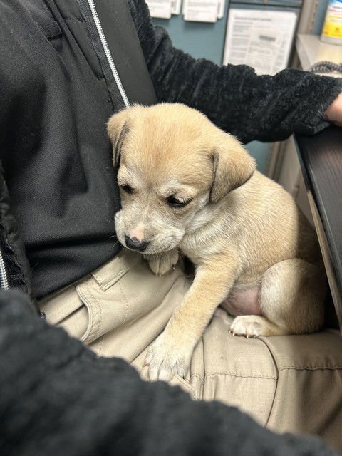 REX - Black Mouth Cur available for adoption