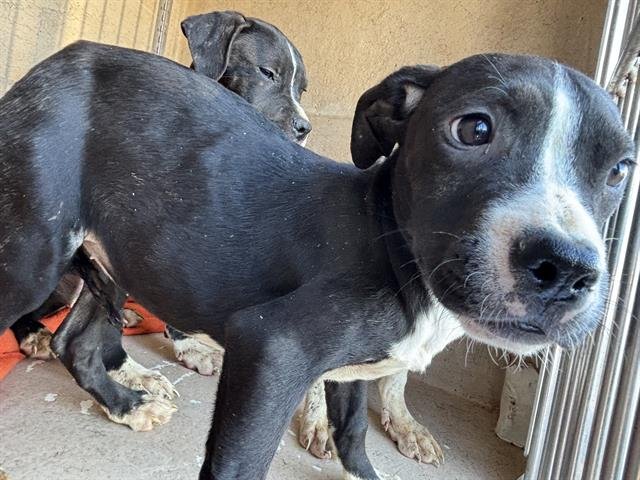 A469393 - American Staffordshire Terrier available for adoption