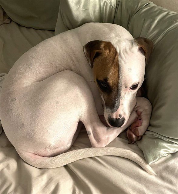 DJ - Pit Bull Terrier available for adoption