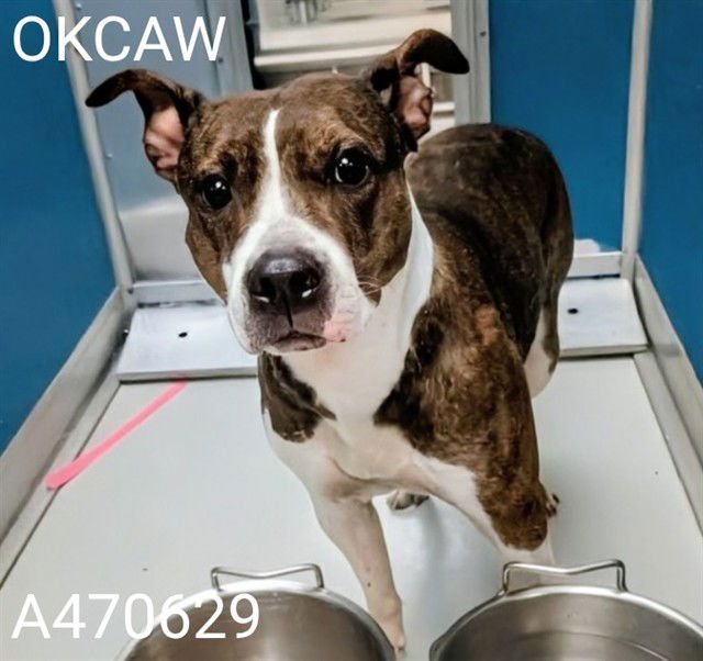 SASHA - Pit Bull Terrier available for adoption