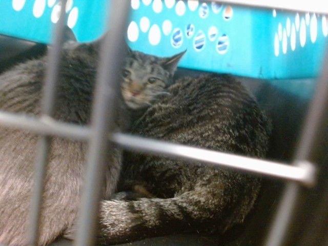 ZELDA - Domestic Short Hair available for adoption