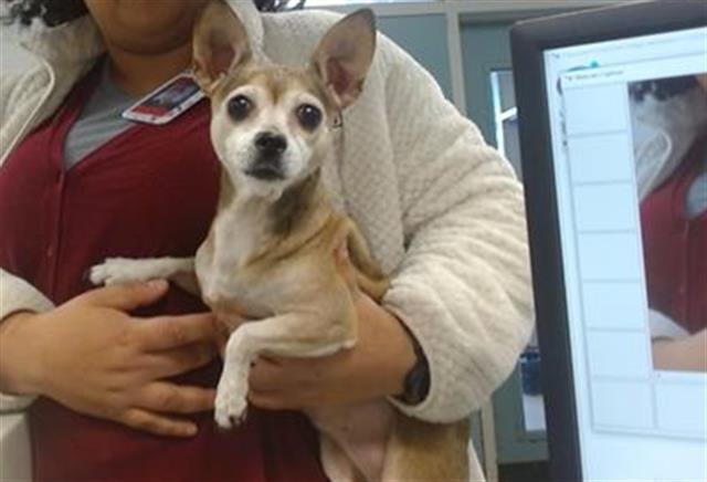 A469023 - Chihuahua available for adoption