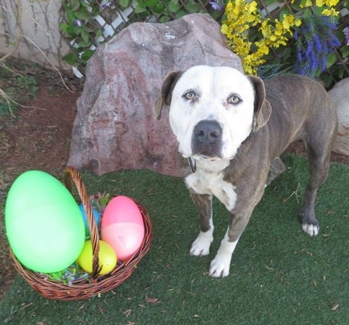 SMOKE - Pit Bull Terrier available for adoption