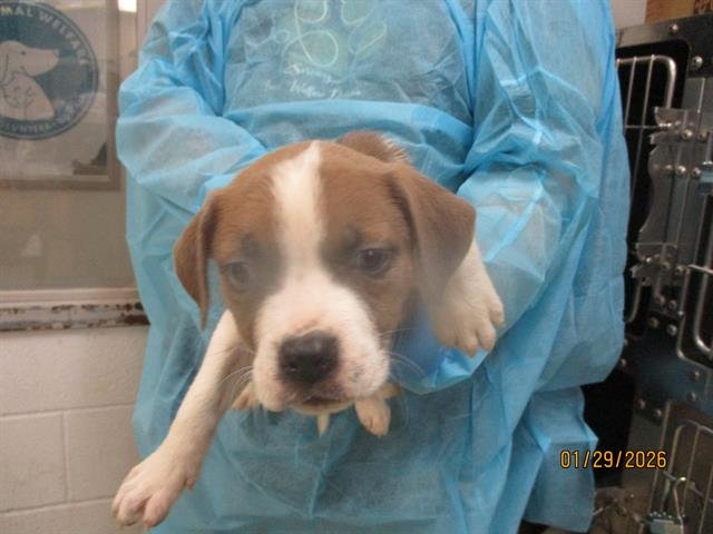 A469016 - Pit Bull Terrier available for adoption