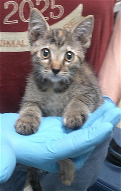EARTHA KITTEN - Domestic Short Hair available for adoption