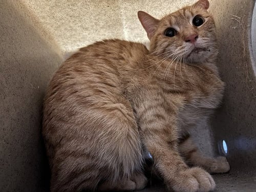 A474138 - Domestic Short Hair available for adoption