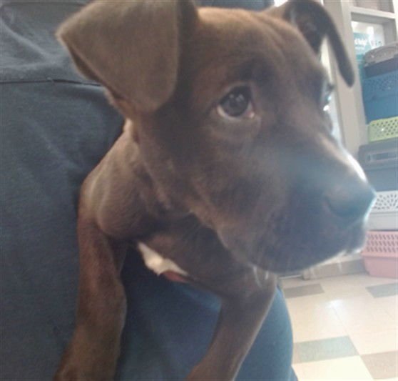 A469677 - Pit Bull Terrier available for adoption