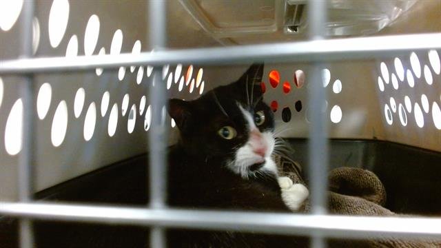 A469930 - Domestic Short Hair available for adoption