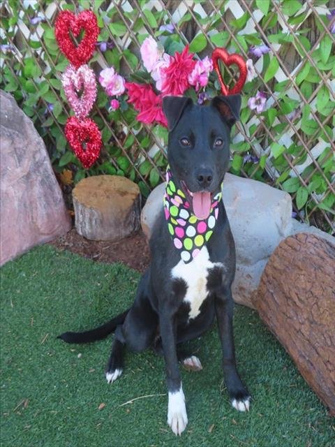 LUCIA - Hound / Pit Bull Terrier available for adoption