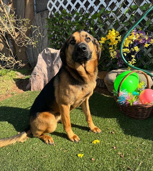 MOEJOE - German Shepherd Dog available for adoption