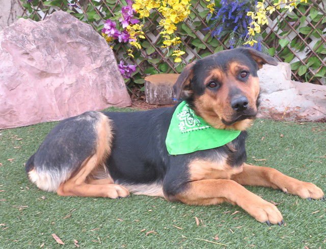 VALKYRIE - Mastiff available for adoption