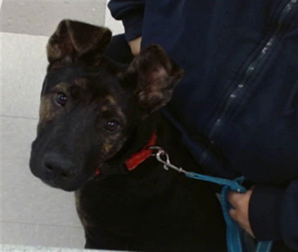 A468806 - German Shepherd Dog available for adoption