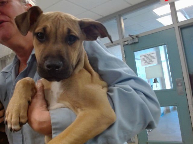 A468675 - American Pit Bull Terrier available for adoption