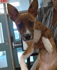 DAISY - Photo 1