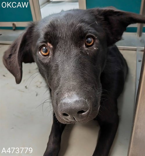 ARLO - Australian Shepherd available for adoption
