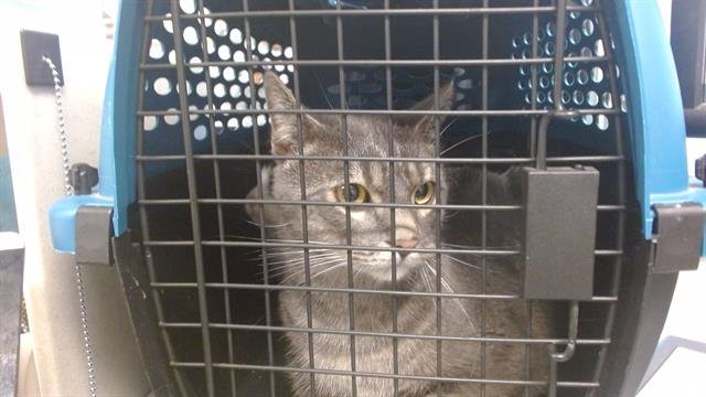 A468424 - Domestic Short Hair available for adoption