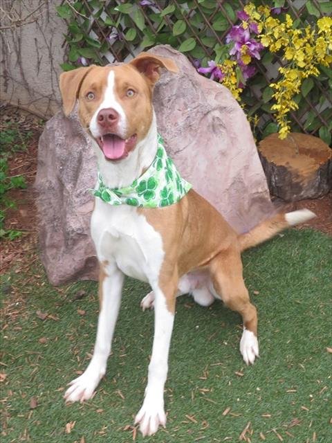 PUP CUP - Hound / Siberian Husky available for adoption