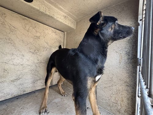 TYLER - German Shepherd Dog available for adoption
