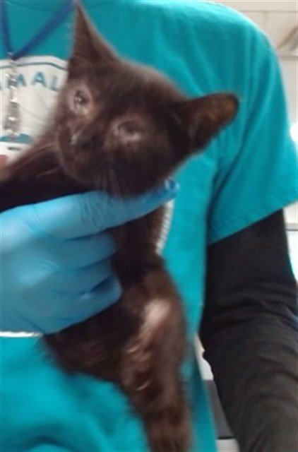 A478305 - Domestic Short Hair available for adoption