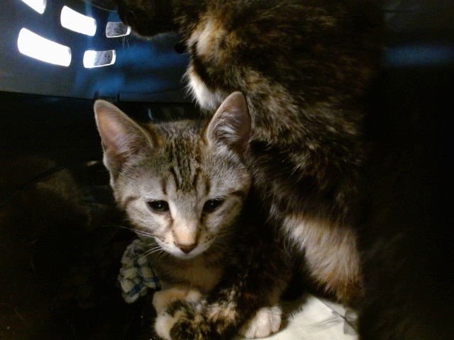 A469040 - Domestic Short Hair available for adoption