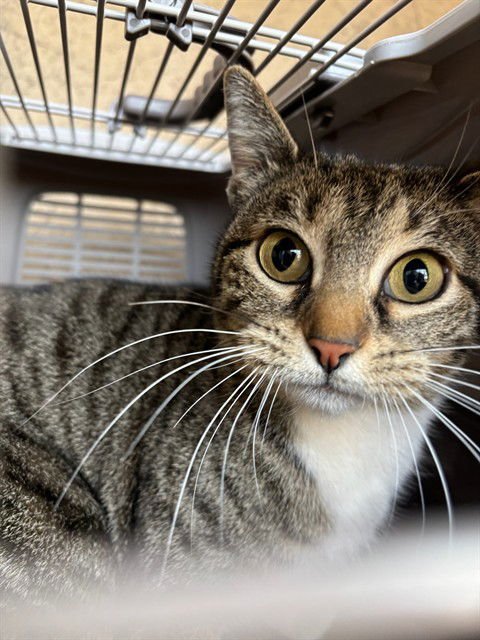 A468820 - Domestic Short Hair available for adoption