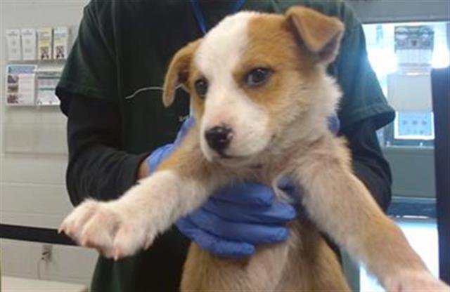 A468181 - Rat Terrier available for adoption