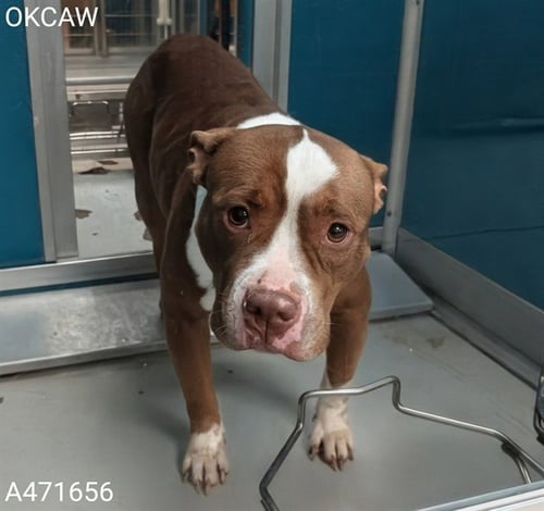 CINNAMON - Pit Bull Terrier available for adoption