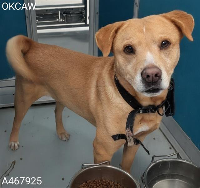 MOEJOE - Pit Bull Terrier available for adoption