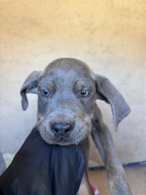 A468411 - Cane Corso Mastiff available for adoption