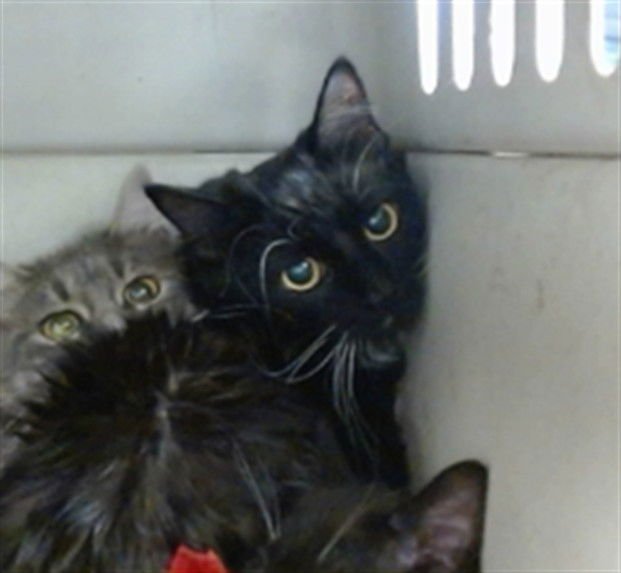 SMOKEY - Domestic Medium Hair available for adoption