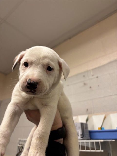 PEPSI - Pit Bull Terrier available for adoption